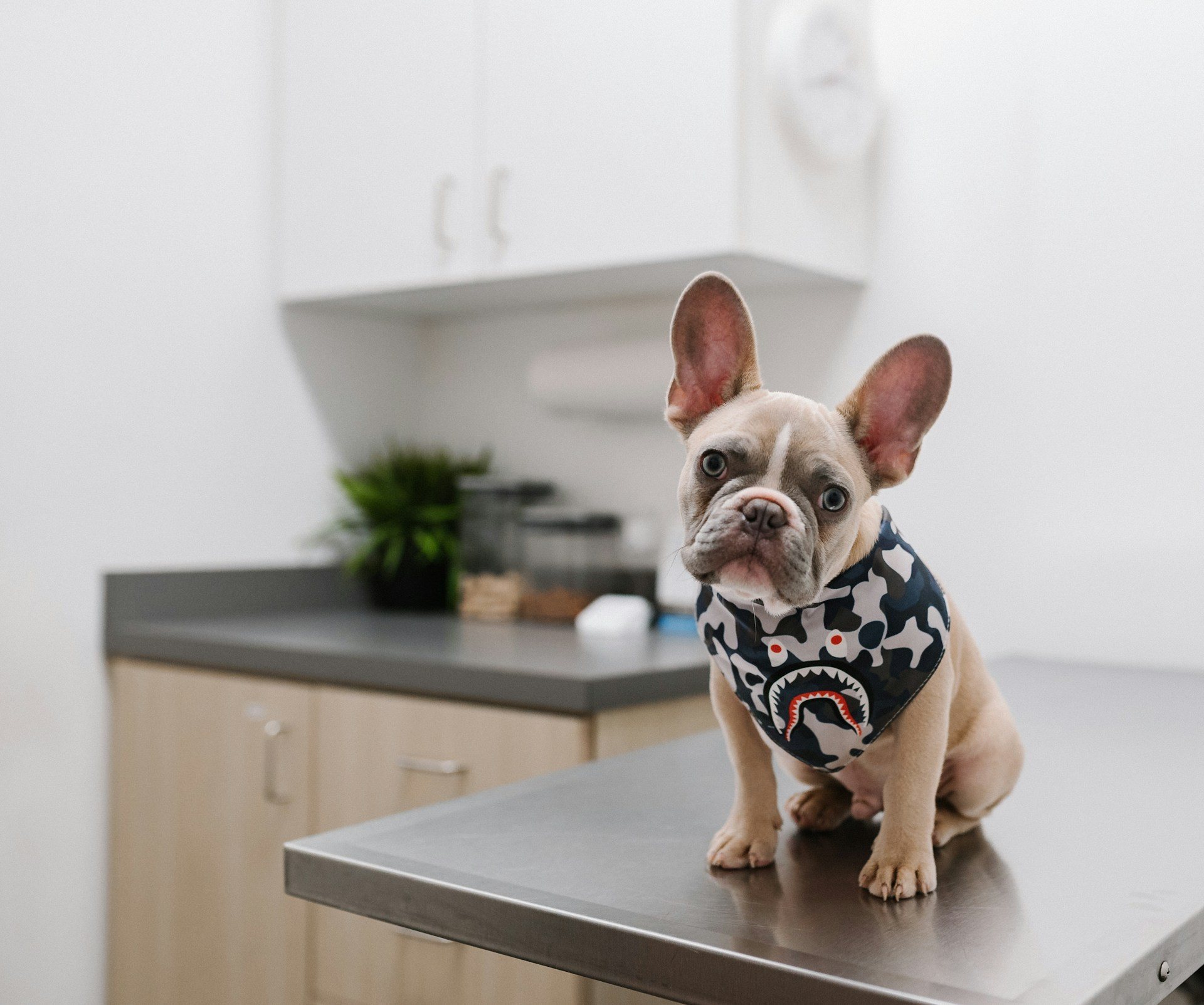 Cățel bulldog francez pe masa de consult într-un cabinet veterinar luminos